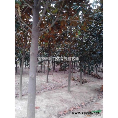 蓬徑4米地徑15公分桂花價格