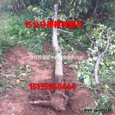 8公分大葉女貞，10公分大葉女貞，山西大葉女貞