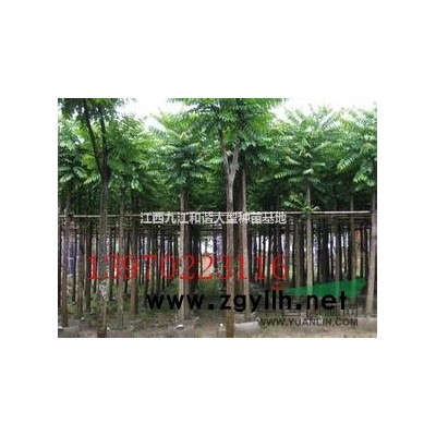 叢生移植桂花，