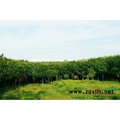 桂花 桂花基地 桂花供應 桂花價格 豐城桂花