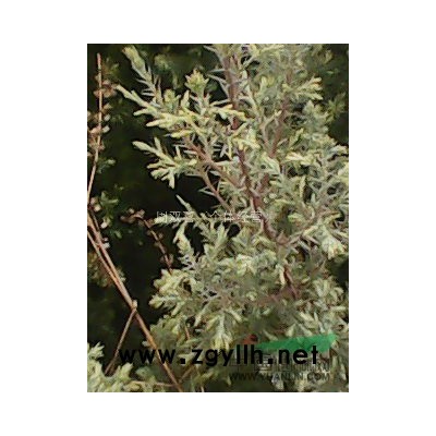 大量批發杉苗，香樟，濕地松，馬尾松