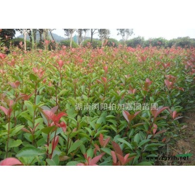 湖南金桂花樹15公分