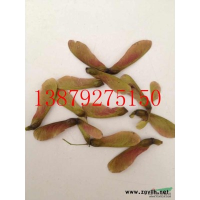 烏桕 無患子 大葉女貞 杜英 楓香 九江種苗