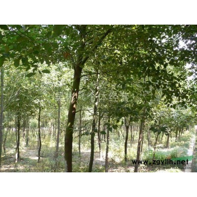 江西香樟|江西香樟價格、江西樟樹種子