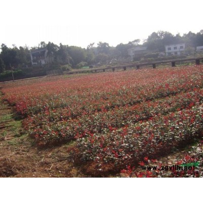 瀏陽苗圃四季桂花樹球批發銷售