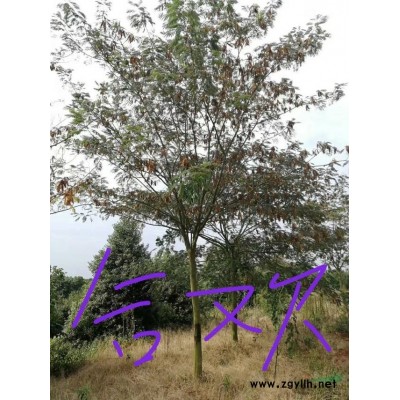 大小規(guī)格江西桂花樹  九江桂花價格 桂花低價供應(yīng)基地