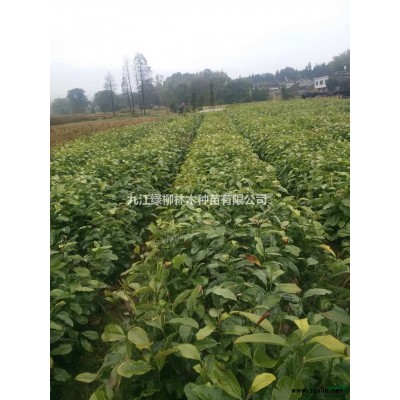 江西大葉女貞價格 九江大葉女貞行情 九江女貞便宜 優(yōu)質(zhì)大葉女