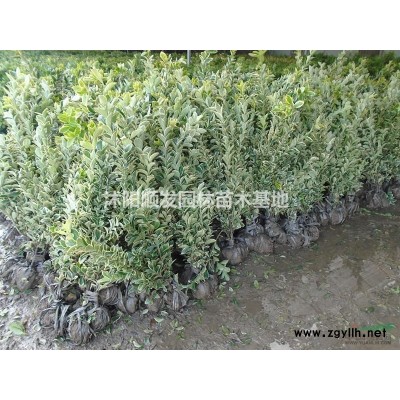 優(yōu)質(zhì)特價(jià)大葉女貞3產(chǎn)地直銷