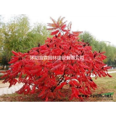 江蘇大葉女貞批發-大葉女貞工程苗批發-大葉女貞批發零售