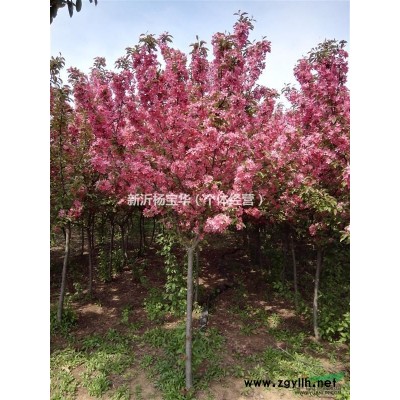 北美紅櫟/染井吉野櫻櫻花/美國紅楓/大葉女貞/北美紅橡樹