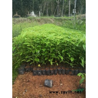 桂花，丹桂，金桂，八月桂