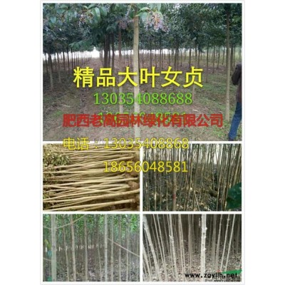 大葉女貞行情報價\大葉女貞圖片展示