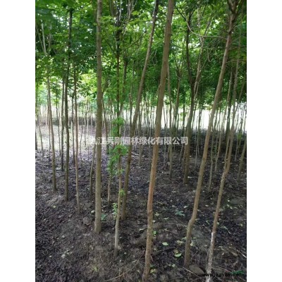 江西大葉女貞介紹