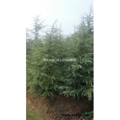 冠幅2米，2米5，3米桂花價格報價信息