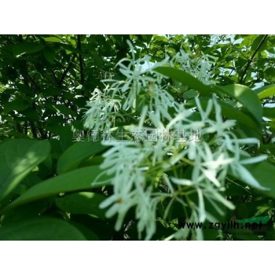 河南大葉女貞2*新報(bào)價(jià)/大葉女貞2圖片