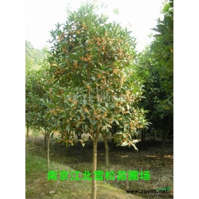 12公分桂花樹價格，桂花價格報價