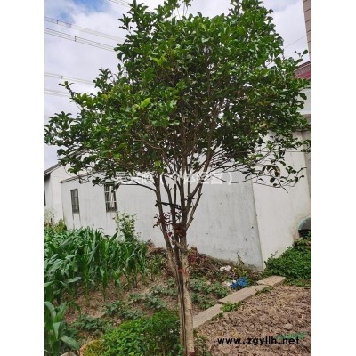 供應10年以上桂花樹一棵（自家實地種植）上海浦東周浦