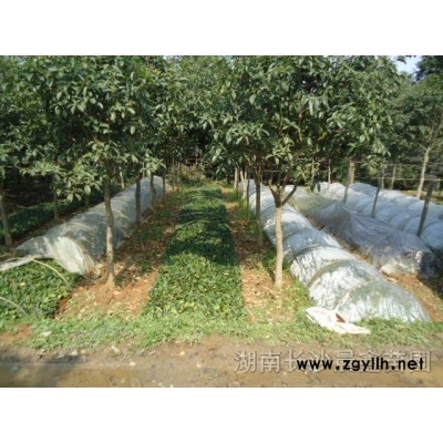 欒樹、廣玉蘭、桂花、羅漢松、杜鵑、紅葉石楠、紅花繼木