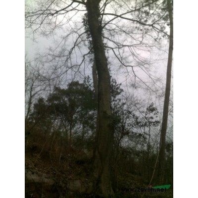 供應25-----40公分香樟