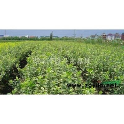 香樟，截桿香樟，截桿香樟價格，截桿香樟供應