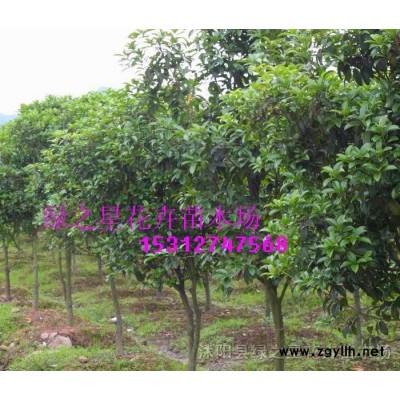 優(yōu)質(zhì)香樟種子種苗