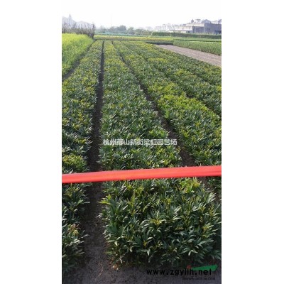 桂花，桂花供應，蕭山苗木，2022年桂花價格