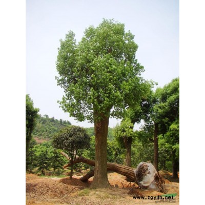 百春園林 長期供應優質香樟 香樟的報價