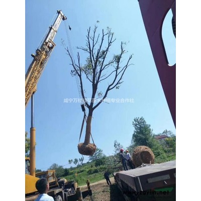 湖北桂花樹18公分工程苗高分枝