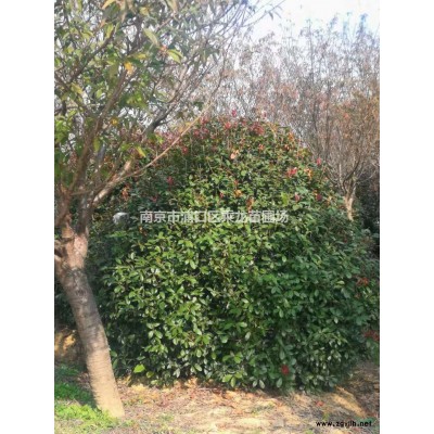 23公分桂花-基地23cm桂花多少錢苗圃長期批發