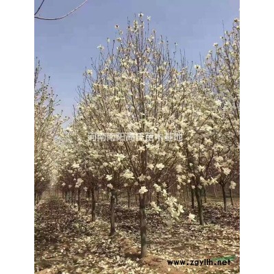 河南哪里大葉女貞便宜 南陽大葉女貞價格 大葉女貞基地直銷