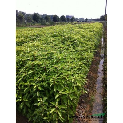 大葉女貞 大葉女貞小苗 大葉女貞中苗