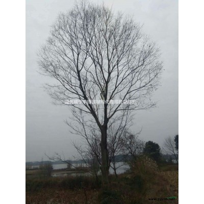 2019年湖北20公分桂花新報價