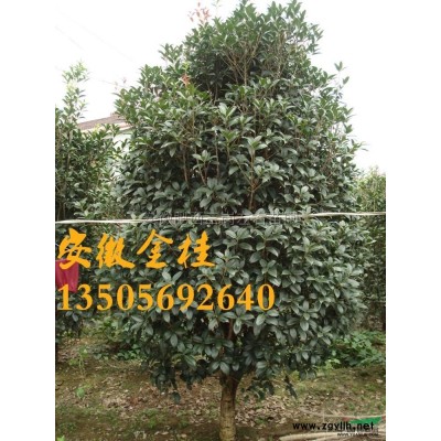 安徽桂花 金桂介紹