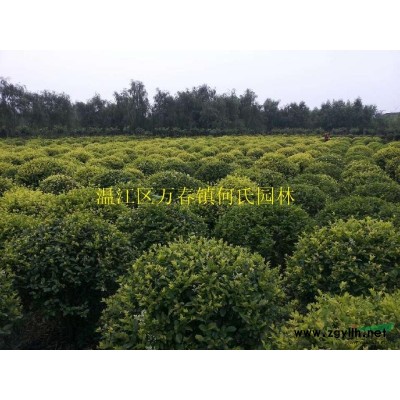 成都地區精品桂花10-15性價比超高