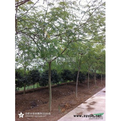 安徽合肥出售精品紅葉李，叢生紅葉李，紫薇，雞爪槭，櫻花，桂花