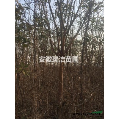 女貞 大葉女貞 安徽女貞