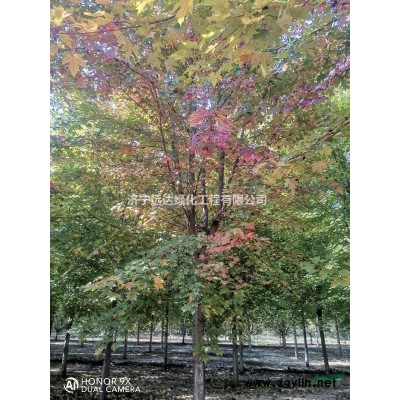 大葉女貞   #精品大葉女貞   8公分大葉女貞  10公分大葉女貞    高桿大葉女貞