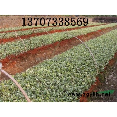 供應地苗 四季青 杜鵑 紅繼木 桂花小苗