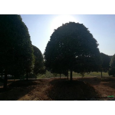 供應占地桂花和占地杜英，規格8-10-12-15-20公分