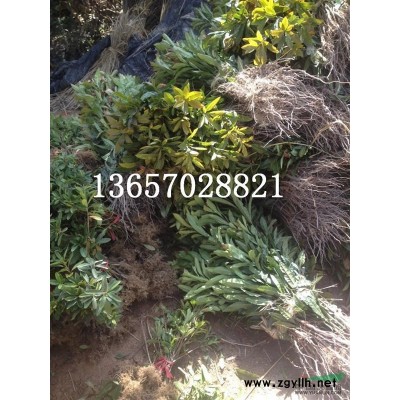 大葉女貞4*新價(jià)格/大葉女貞4報(bào)價(jià)