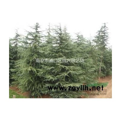 南京雪松、廣玉蘭、紅葉石楠、大葉女貞苗圃直銷