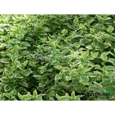 高桿女貞小苗，大葉女貞小苗，喬木類小苗類行情報價\高桿女貞小苗，大葉女貞小苗，喬木類小苗類圖片展示