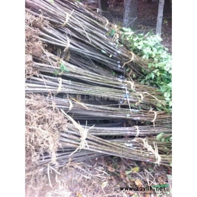 肥西低價供應2-15公分紅葉李、桂花、大葉女貞等