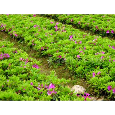 湖南桂花、湖南丹桂、湖南桂花價(jià)格、湖南金桂、湖南四季桂