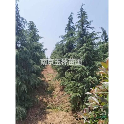 6/8/10/12/14/15/16/18公分桂花價格