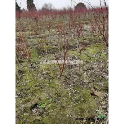 江蘇地區(qū)哪里有賣叢生桂花的，叢生桂花哪里買比較便宜？