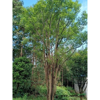 廣西桂林供應：桂花