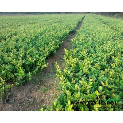 桂花1*新價格/桂花1報價