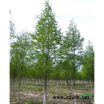 香樟，江西香樟，香樟供應(yīng)，香樟價格