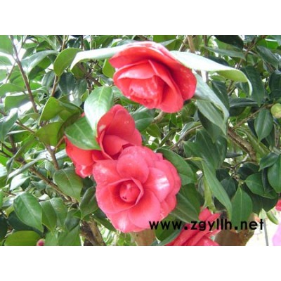 桂花、四季桂、雪松、羅漢松、廣玉蘭